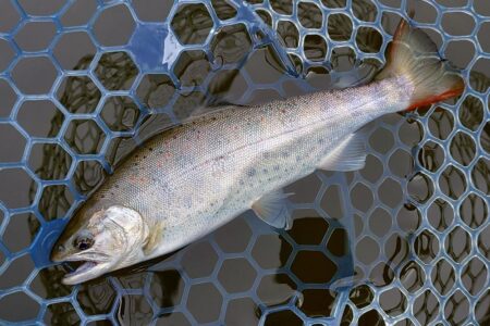 元気いっぱいの魚たち ～岡崎トラウトポンド～